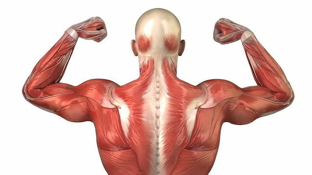 muscle system,