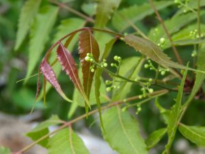 neem benefits